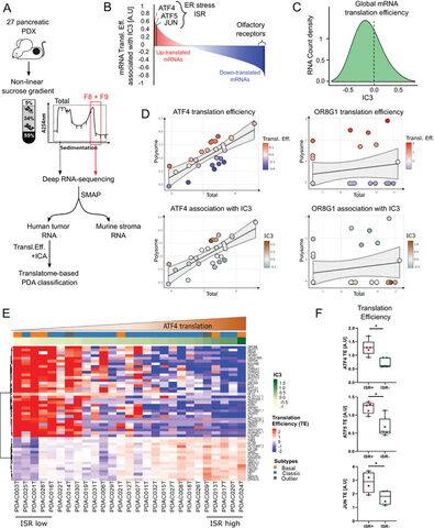 Figure from: Decoding the integrated stress response of pancreatic cancer: identifying a serine-dependent tumor subset under metabolic relationships with CAFs
