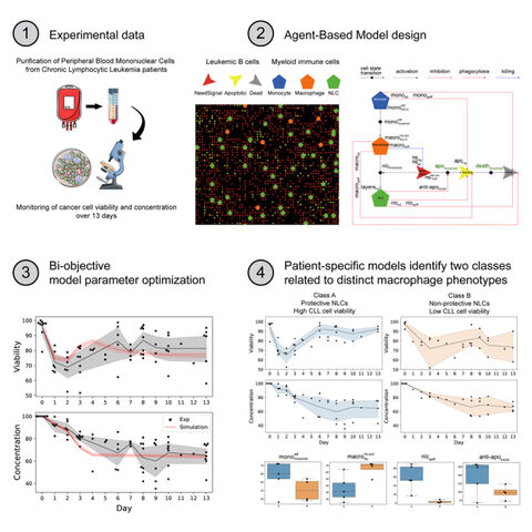 Figure from: An agent-based model of monocyte differentiation into tumour-associated macrophages in chronic lymphocytic leukemia