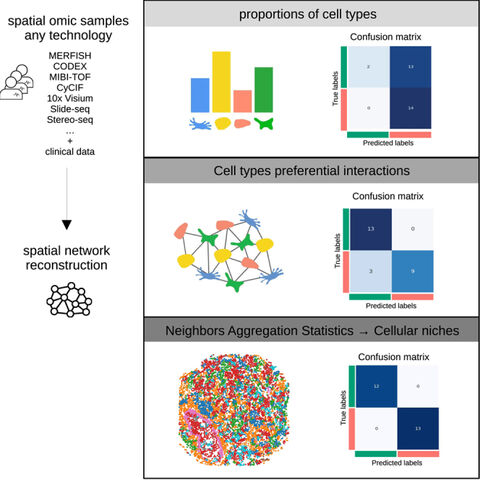 Figure from: Mosna reveals different types of cellular interactions predictive of response to immunotherapies and survival in cancer