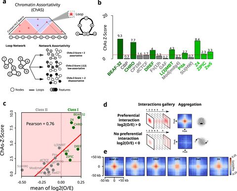 Figure from: 3D chromatin interactions involving Drosophila insulators are infrequent but preferential and arise before TADs and transcription