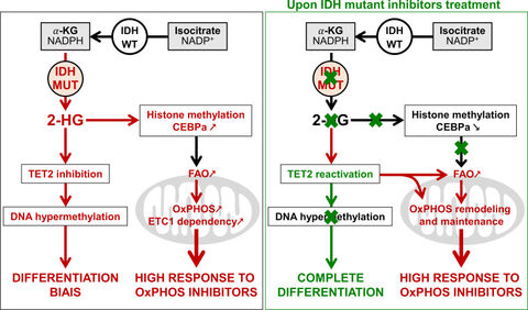 Figure from: Mitochondrial metabolism supports resistance to IDH mutant inhibitors in acute myeloid leukemia