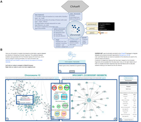 Figure from: Using GARDEN-NET and ChAseR to explore human haematopoietic 3D chromatin interaction networks