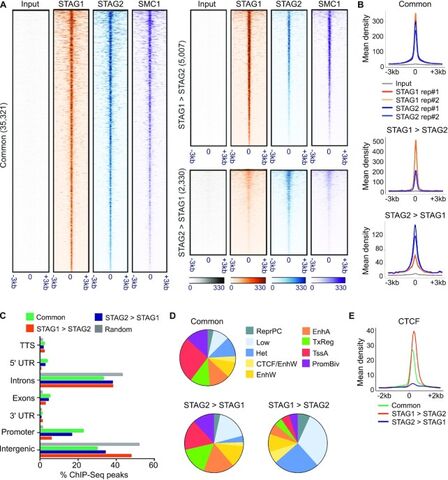 Figure from: STAG2 loss-of-function affects short-range genomic contacts and modulates the basal-luminal transcriptional program of bladder cancer cells
