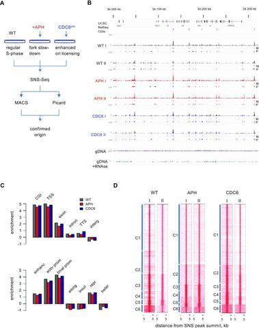 Figure from: 3D chromatin connectivity underlies replication origin efficiency in mouse embryonic stem cells