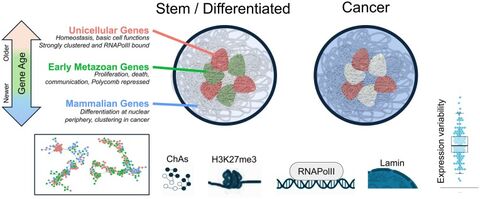 Figure from: Global chromatin reorganization and regulation of genes with specific evolutionary ages during differentiation and cancer