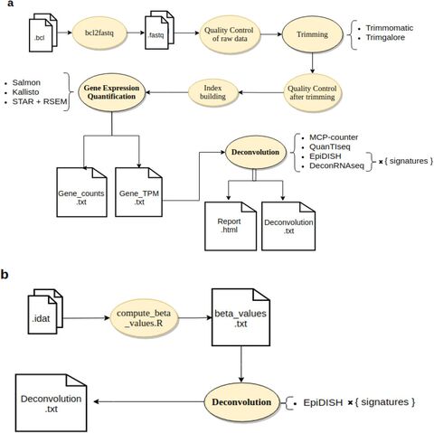 Figure from: GEM-DeCan: Improved tumor immune microenvironment profiling through novel gene expression and DNA methylation signatures predicts immunotherapy response