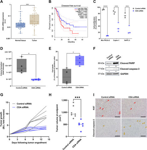 Figure from: Cytidine deaminase resolves replicative stress and protects pancreatic cancer from DNA-targeting drugs