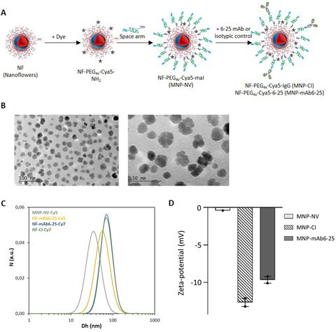 Figure from: Precision targeting of human M2 macrophages by magnetic nanoparticles functionalized with an in-house antibody