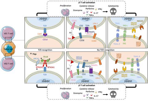 Figure from: γδ T cells in immunotherapies for B-cell malignancies