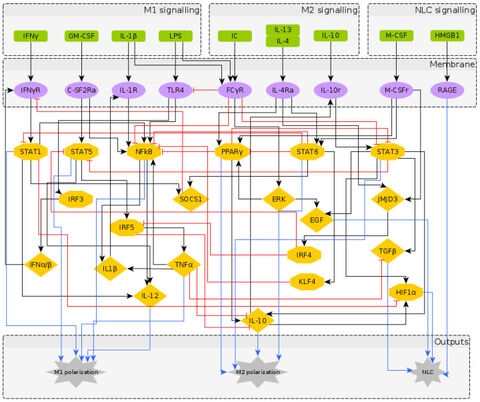 Figure from: Insights on TAM formation from a Boolean model of macrophage polarization based on in vitro studies