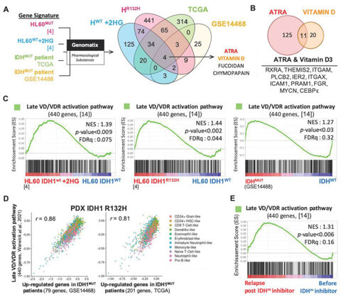 Figure from: Activation of vitamin D receptor pathway enhances differentiating capacity in acute myeloid leukemia with isocitrate dehydrogenase mutations