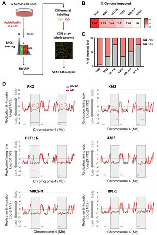 Figure from: Low replicative stress triggers cell-type specific inheritable advanced replication timing