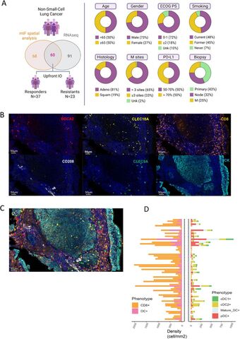 Figure from: Specific dendritic cells spatial organization is associated to ICB Response in Non–Small-Cell Lung Cancer