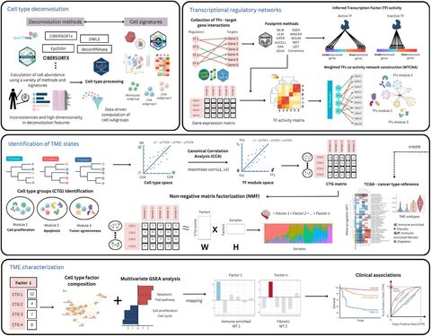 Figure from: CellTFusion: a transcriptional regulatory network framework for the identification of functional multicellular states from bulk RNA-seq data