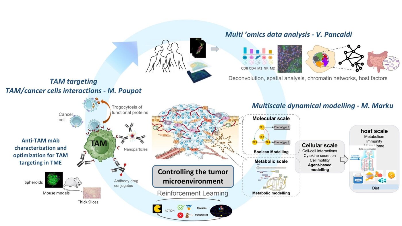 Overview of the team's research axes: multi-omics data analysis, multiscale dynamical modelling and TAM targeting to control the tumour microenvironment